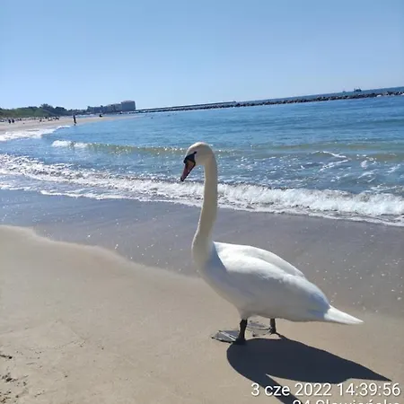 Darlowo Premium By Natural Baltic *