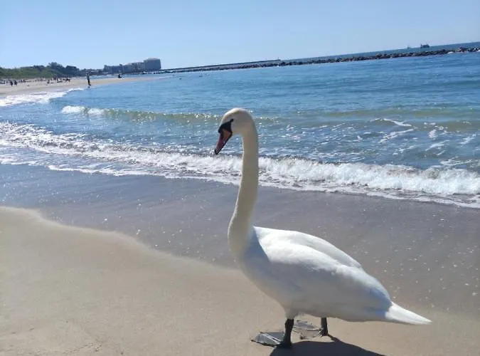 Darlowo Premium By Natural Baltic *